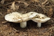 색깔이무당버섯 (Russula poichilochroa Sarnari)