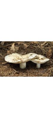 색깔이무당버섯 (Russula poichilochroa Sarnari)
