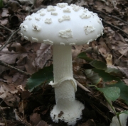 환문광대버섯(흰반들광대버섯) (Amanita kotohiraensis Nagas. & Mitani.)