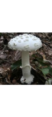환문광대버섯(흰반들광대버섯) (Amanita kotohiraensis Nagas. &amp; Mitani.)