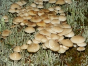 천가닥애주름버섯 (Mycena laevigata Gill.)