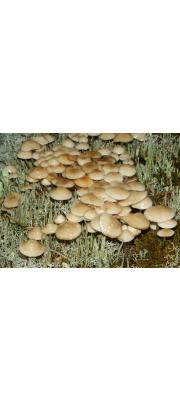 천가닥애주름버섯 (Mycena laevigata Gill.)