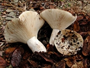 이파리무당버섯 (Russula polyphylla Peck)