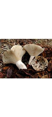 이파리무당버섯 (Russula polyphylla Peck)