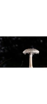 긴뿌리광대버섯 (Amanita longistipitata D.H. Cho)