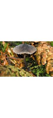 넓은잎애주름버섯 (Mycena latifolia (Peck) A.H. Sm.)