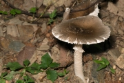 긴골광대버섯아재비 (Amanita longistriata Imai)