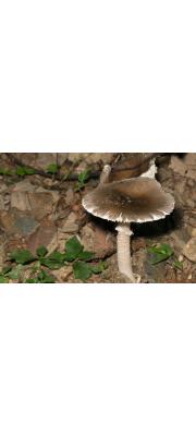긴골광대버섯아재비 (Amanita longistriata Imai)