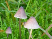 얇은갓애주름버섯(쇠머리애주름버섯) (Mycena leptocephala (Pers.) Gill.)
