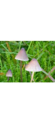 얇은갓애주름버섯(쇠머리애주름버섯) (Mycena leptocephala (Pers.) Gill.)