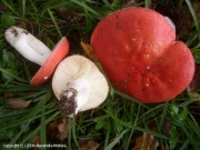 붉은무당버섯아재비 (Russula pseudointegra Arnould & Goris)