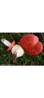 붉은무당버섯아재비 (Russula pseudointegra Arnould &amp; Goris)