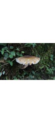 회색가시광대버섯 (Amanita lutescens Hongo)