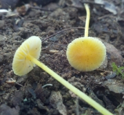 너도애주름버섯 (Mycena luteopallens Pk.)
