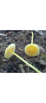 너도애주름버섯 (Mycena luteopallens Pk.)