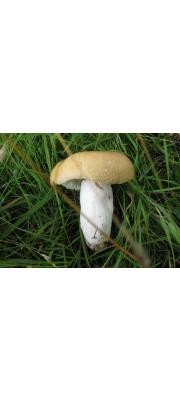 녹색포도무당버섯 (Russula pseudo-olivascens Kärcher > Russula xerampelina var. elaeodes Bres.)
