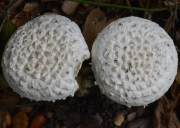 큰배꼽광대버섯(신칭) (Amanita magniverrucata Thiers & Amm.)