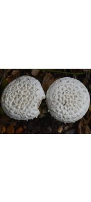 큰배꼽광대버섯(신칭) (Amanita magniverrucata Thiers &amp; Amm.)