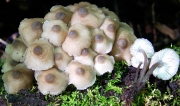 소녀애주름버섯 (Mycena macrocystidiata Sing.)