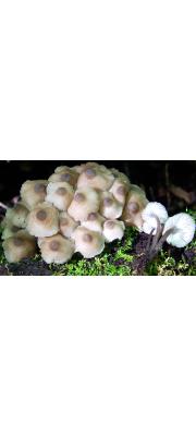 소녀애주름버섯 (Mycena macrocystidiata Sing.)