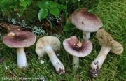 전나무무당버섯 (Russula puellaris Fr. > Russula abietina Peck)