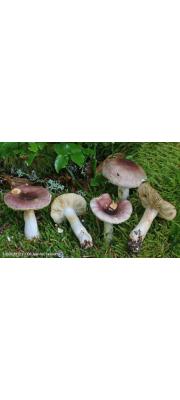 전나무무당버섯 (Russula puellaris Fr. > Russula abietina Peck)