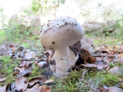 은색광대버섯 (Amanita mairei Foley)