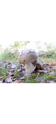 은색광대버섯 (Amanita mairei Foley)