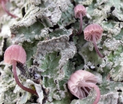 대추애주름버섯(대추애버섯, 노란대추애버섯, 꿀색애주름버섯) (Mycena meliigena (Berk. & Cooke) Sacc  > Mycena meliigena (Berk. & Cooke) Sacc. var. auranta Y.S Kim & S.J. Seok)