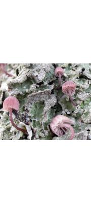 대추애주름버섯(대추애버섯, 노란대추애버섯, 꿀색애주름버섯) (Mycena meliigena (Berk. &amp; Cooke) Sacc  > Mycena meliigena (Berk. &amp; Cooke) Sacc. var. auranta Y.S Kim &amp; S.J. Seok)