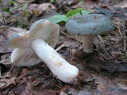 청녹색무당버섯 (Russula redolens Burl.)