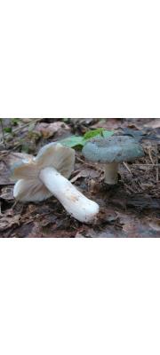 청녹색무당버섯 (Russula redolens Burl.)