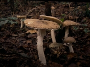 긴주머니광대버섯 (Amanita manginiana Har. & Pat.  > Amanita manginiana (Har. & Pat.) E.-J. Gilbert)