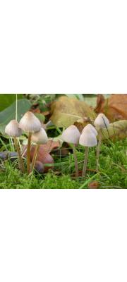 테두리애주름버섯 (Mycena metata (Secr. ex Fr.) Kumm.)