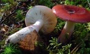 막대무당버섯(분홍무당버섯 중복) (Russula rhodopus Zvára > Russula rhodopoda Zvára)
