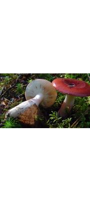 막대무당버섯(분홍무당버섯 중복) (Russula rhodopus Zvára > Russula rhodopoda Zvára)