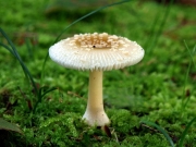 파리버섯 (Amanita melleiceps Hongo)