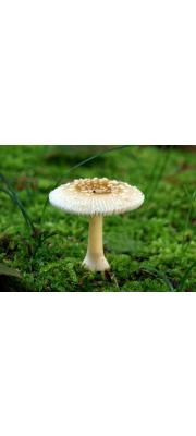 파리버섯 (Amanita melleiceps Hongo)
