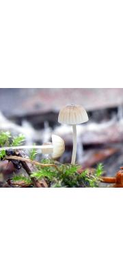 수피이끼애주름버섯 (Mycena mirata (Peck) Sacc.)