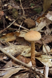 방추남방그물버섯 (Austroboletus fusisporus (Kawam.) Wolfe)