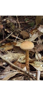 방추남방그물버섯 (Austroboletus fusisporus (Kawam.) Wolfe)