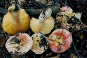 변덕장이무당버섯(황금무당버섯, 술잔무당버섯아재비) (Russula risigallina (Batsch) Sacc. > Russula lutea (Huds.) Gray > Russula chamaeleontina (Lasch) Fr. > Russula risigallina var. risigallina (Batsch) Sacc.)