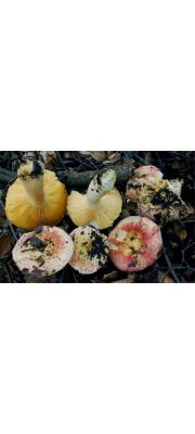 변덕장이무당버섯(황금무당버섯, 술잔무당버섯아재비) (Russula risigallina (Batsch) Sacc. > Russula lutea (Huds.) Gray > Russula chamaeleontina (Lasch) Fr. > Russula risigallina var. risigallina (Batsch) Sacc.)