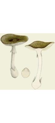 회색광대버섯 (Amanita modesta Corner &amp; Bas)