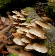 고깔애주름버섯 (Mycena neoavenacea Hongo)