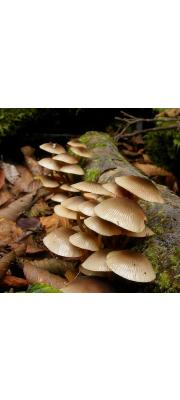 고깔애주름버섯 (Mycena neoavenacea Hongo)