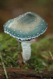 포도버섯(독청버섯, 회갈색독청버섯) (Stropharia aeruginosa (Curt.) Quél.  > Stropharia aeruginosa f. brunneola Hongo)