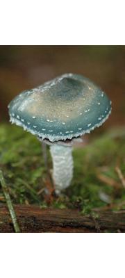 포도버섯(독청버섯, 회갈색독청버섯) (Stropharia aeruginosa (Curt.) Quél.  > Stropharia aeruginosa f. brunneola Hongo)