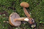 가는대남방그물버섯 (Austroboletus gracilis (Peck) Wolfe)