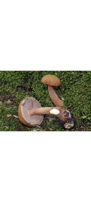 가는대남방그물버섯 (Austroboletus gracilis (Peck) Wolfe)
